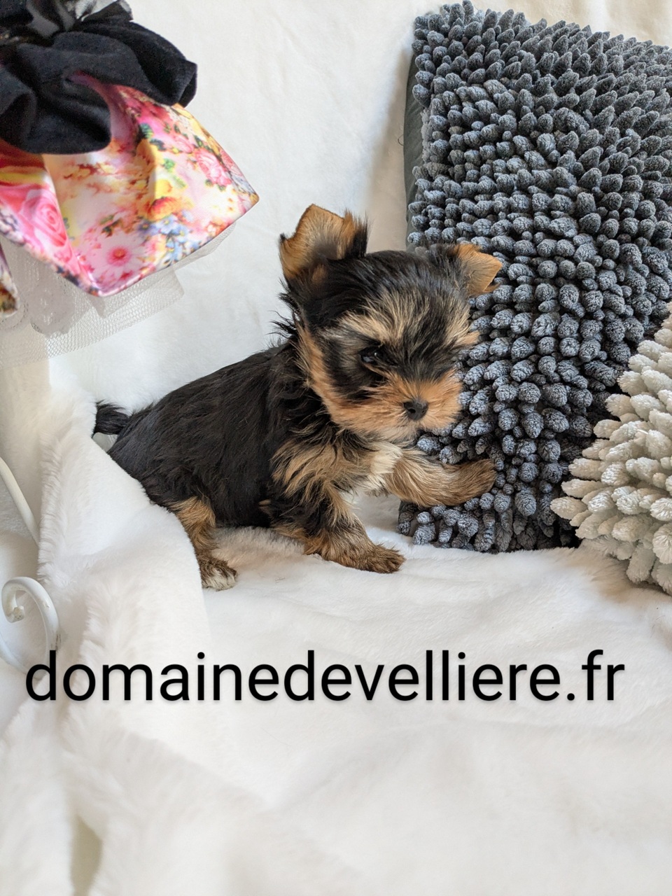 chiot ladie-