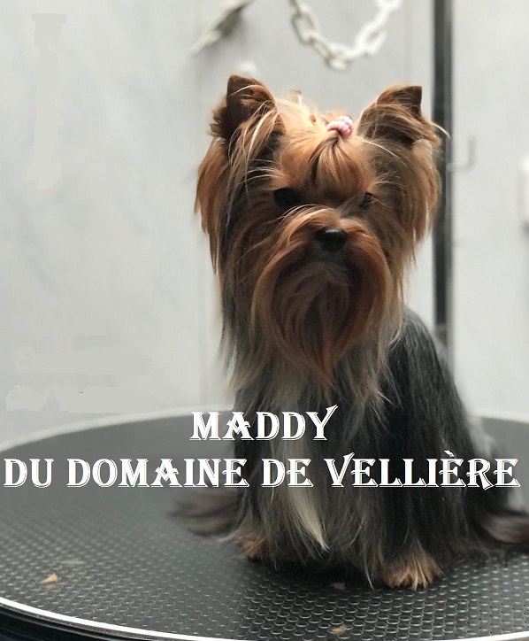 maddy