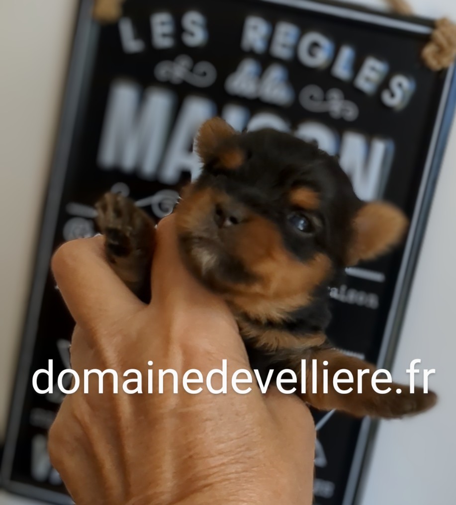 chiot ladie8