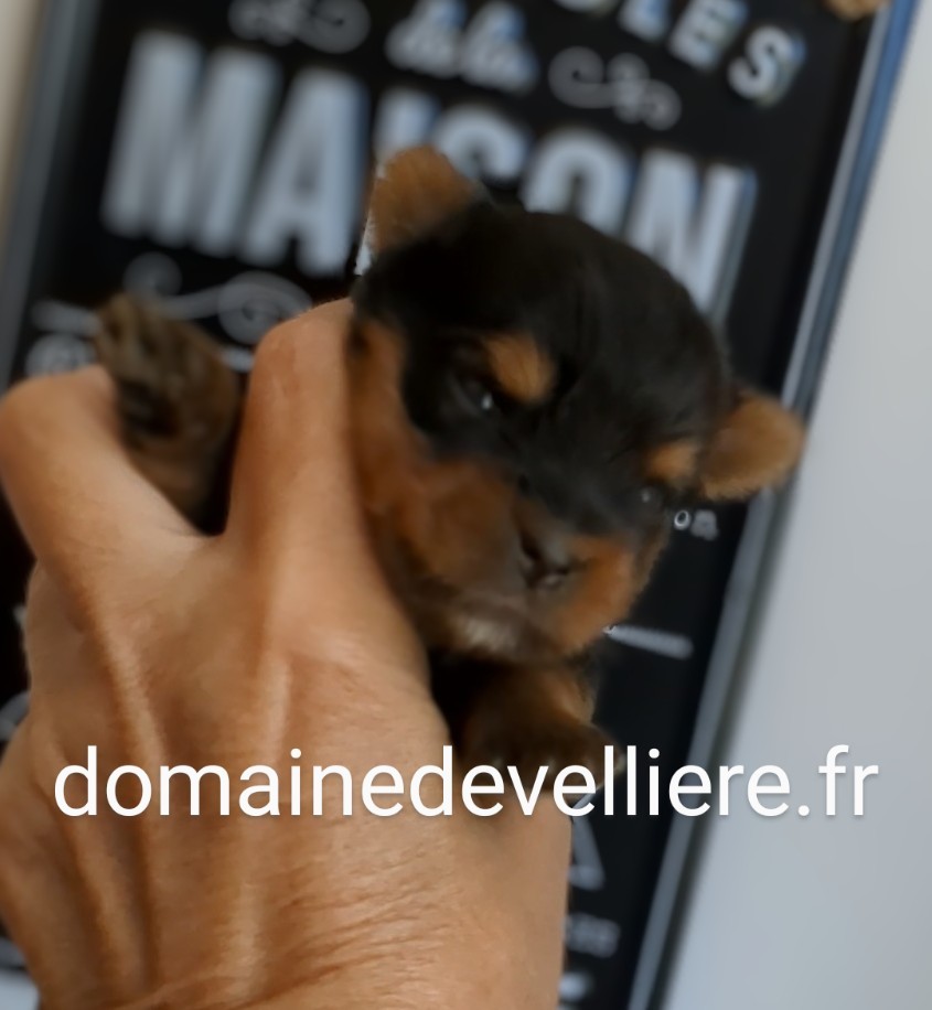 chiot ladie7